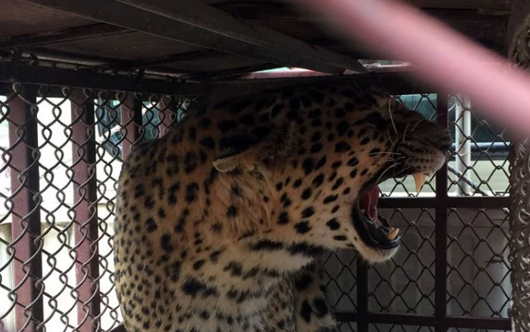 Tanahu locals capture one more leopard